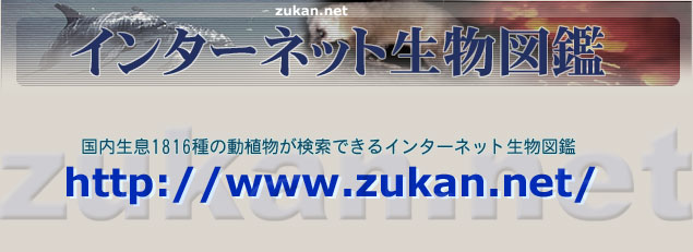 www.zukan.net