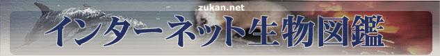 zukan.net